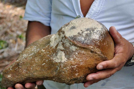 Part of the arm bone of an extinct giant sloth was recovered by divers during the 2014 excavations.