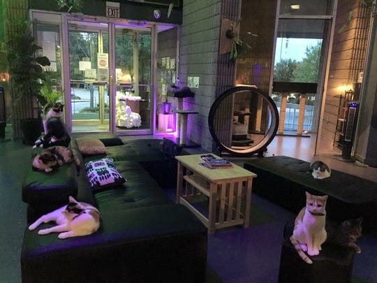 Organic Cat Cafe in Greenville looks for new location Organic Cat Cafe in Greenville looks for new location