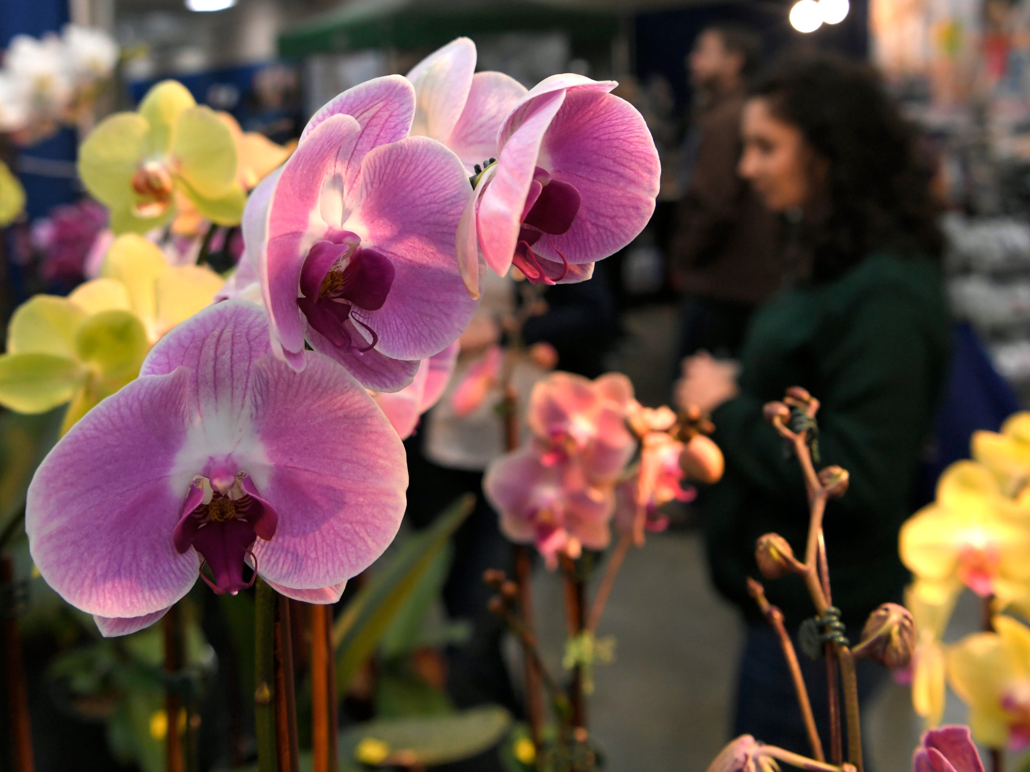 Inside The Nashville Lawn And Garden Show