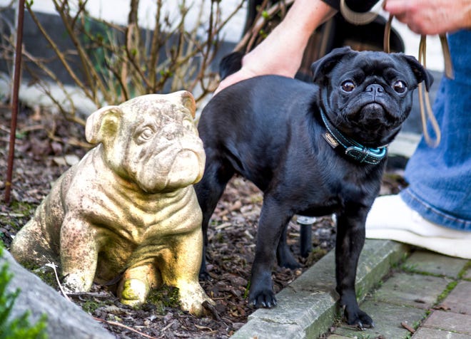 In this Wednesday, Feb. 27, 2019 photo pug dog Edda is pictured in Duesseldorf, Germany. Officials in Germany are defending their decision to seize an indebted family's pet pug and sell it on eBay, saying the move was a last resort because authorities were unable to find anything else to take.