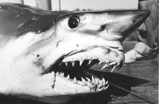 (OCT. 9, 1981) This 344-pound mako shark is the prized catch of Craig Raab of Sayreville.