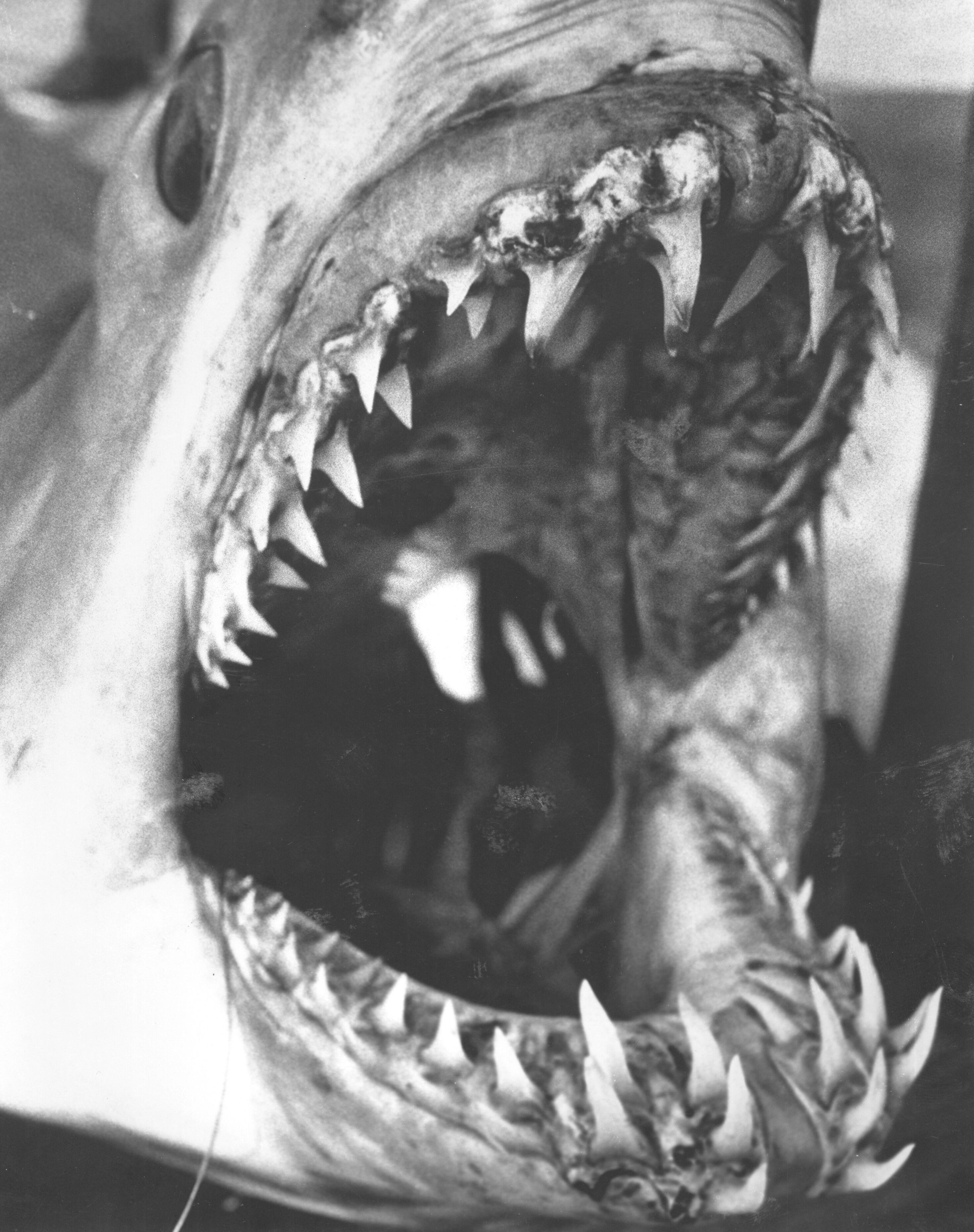 Shark sightings in NJ 5 amazing encounters at the Jersey Shore