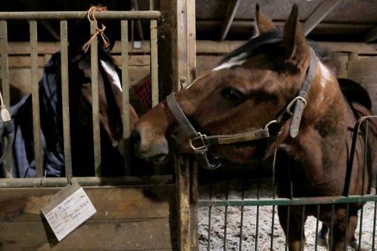 (L to R) Mr. Palmer and Warrior Inside play with each other at their stalls inside Willowbrooke Farms in Plymouth, Michigan on Tuesday, February 5, 2019.
This farm caters towards retired race horses enrolled in the Canter USA program that rehabs, retrains and finds new homes for thoroughbreds who leave racing at young ages when they become injured or are not fast enough to win.


.