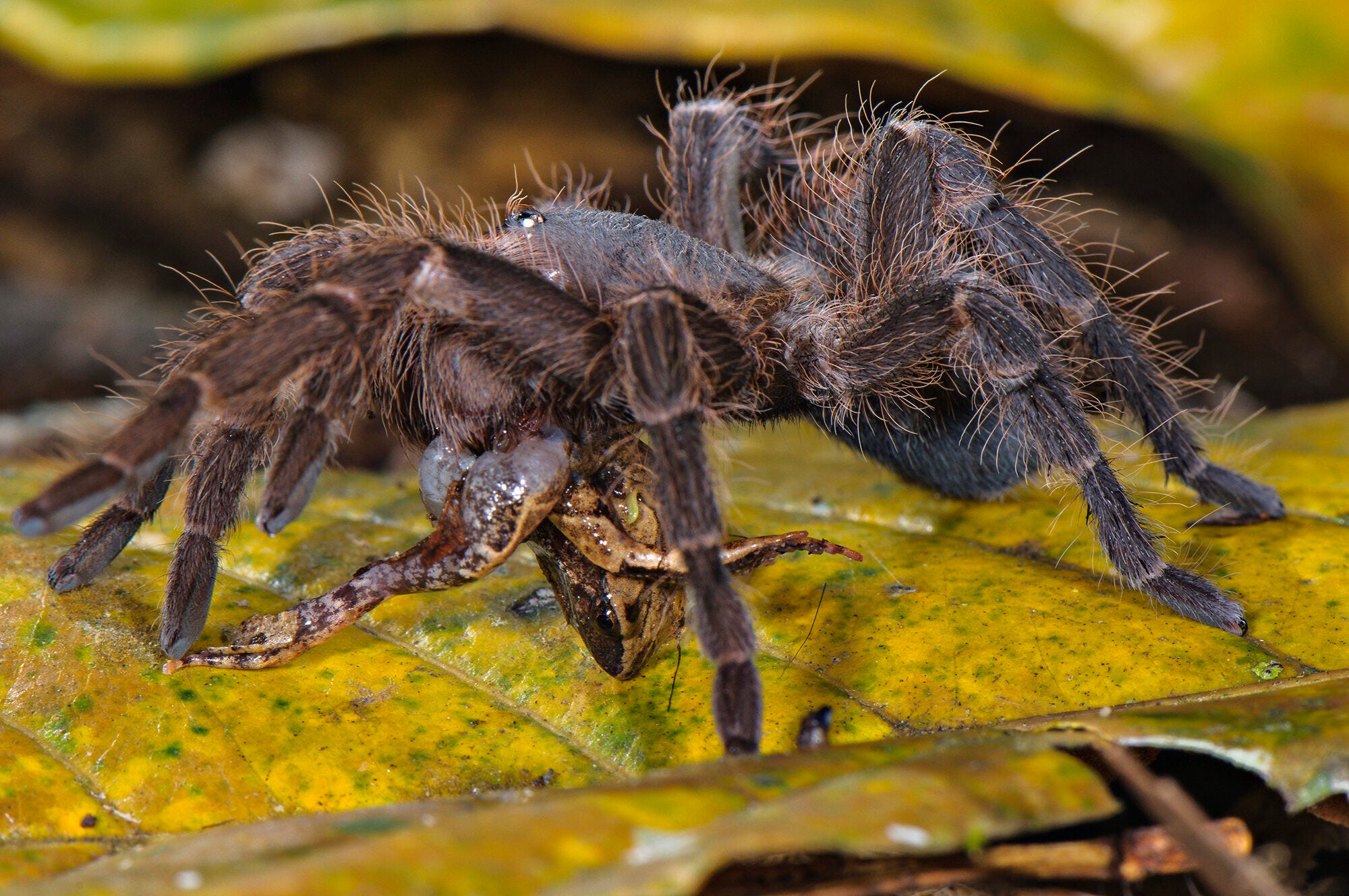 Polisi Brussel menemukan tarantula, kalajengking selama penggerebekan narkoba