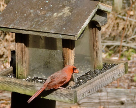 Saying Goodbye To Old Backyard Bird Feeder
