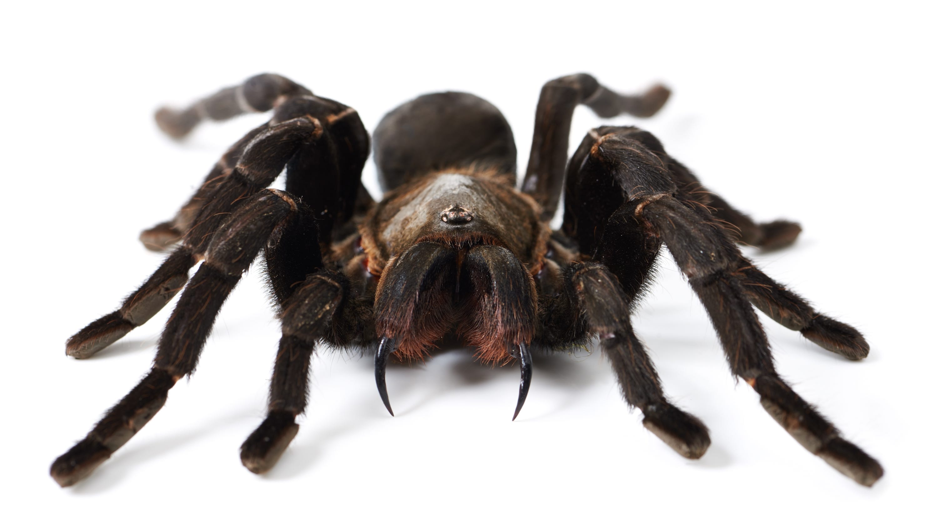 Amazon Rainforest Spiders