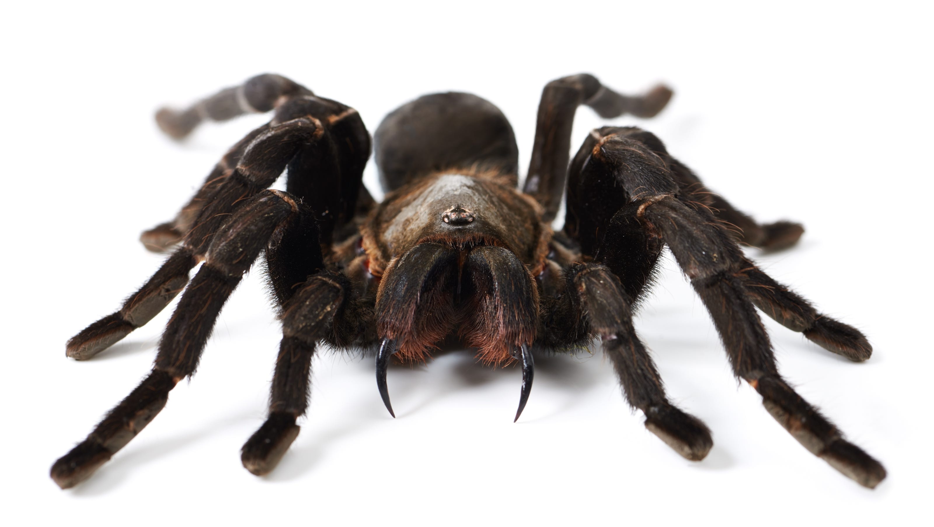 Michigan Researchers Discover Huge Tarantula Preying On Opossum michigan-researchers-discover-huge-tarantula-preying-on-opossum