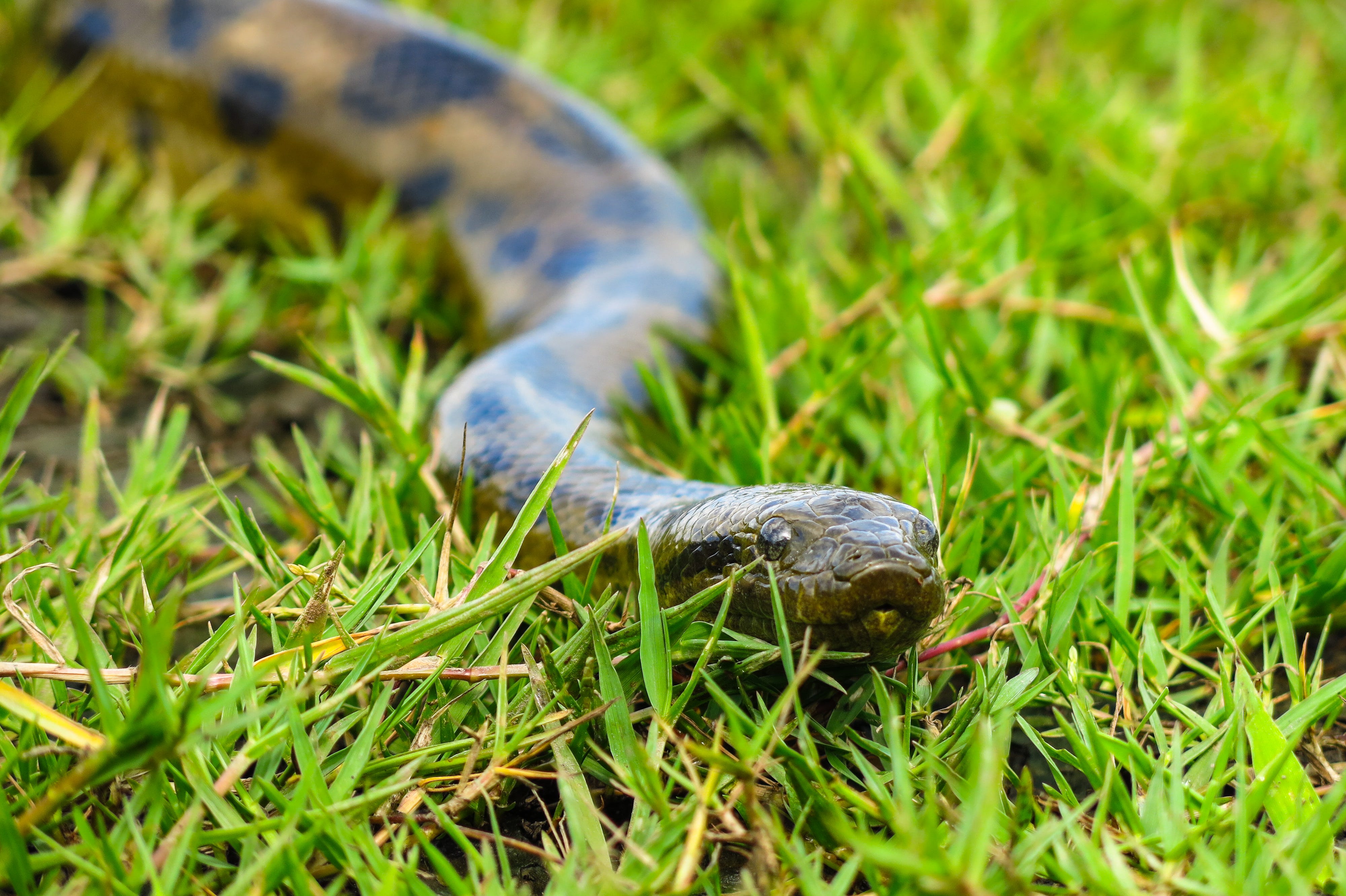 World Longest Snake