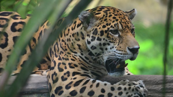 The jaguar is a wild cat species and the only...