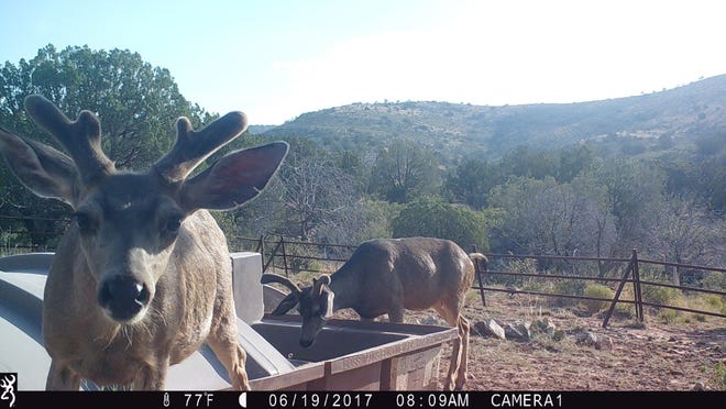 Proyecto de ley preservará el patrimonio de vida silvestre de Nuevo México Proyecto de ley preservará el patrimonio de vida silvestre de Nuevo México