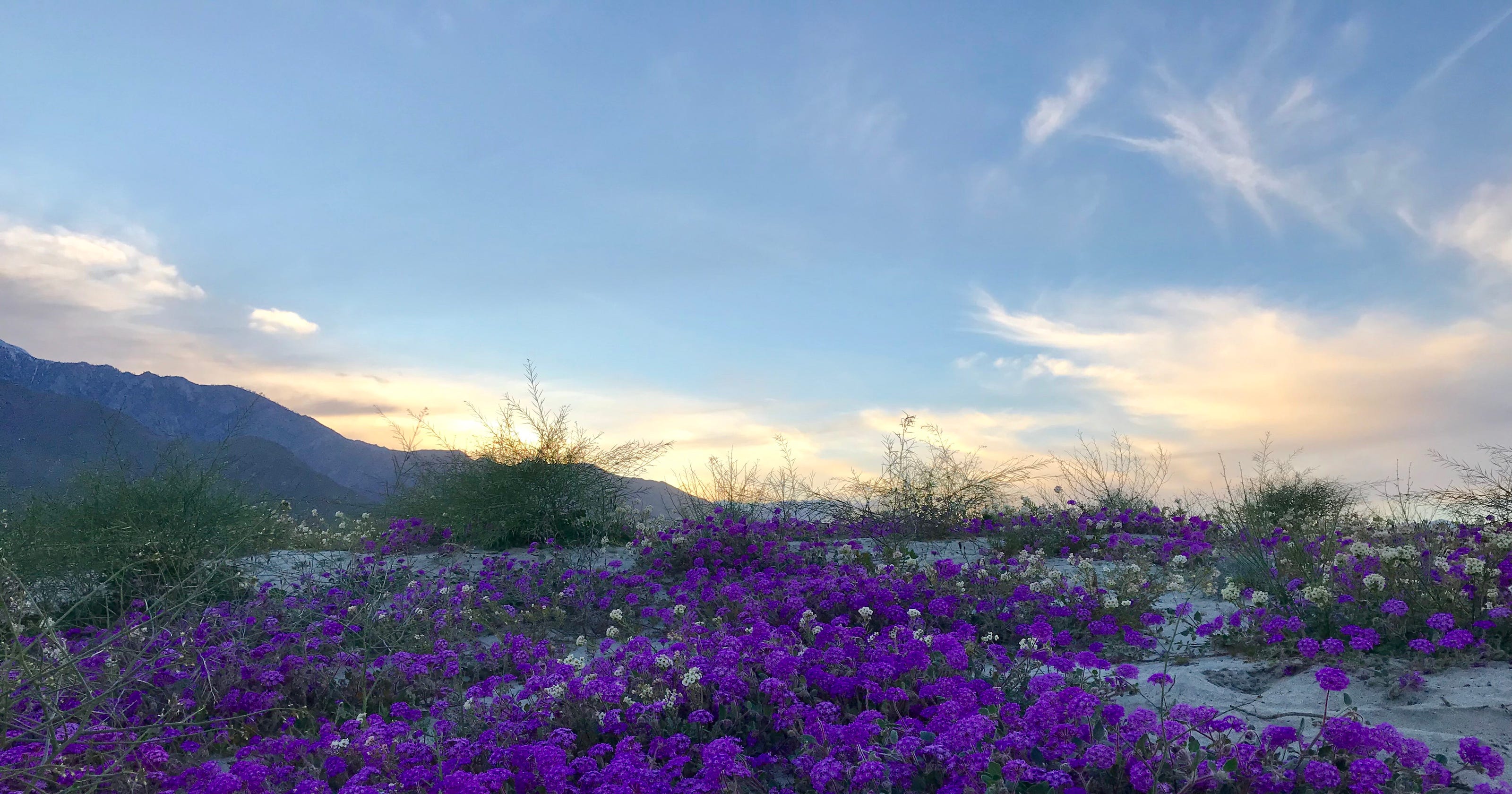 Here S A Lazy Guide To The Wildflower Super Bloom In Palm
