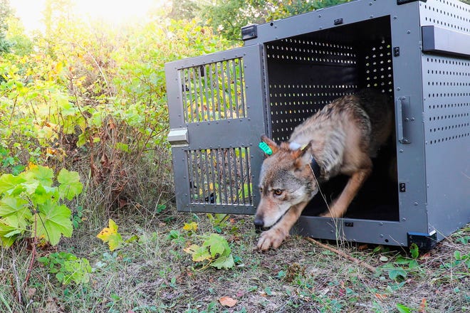In this Sept. 26, 2018, file photo, provided by the National Park Service, a 4-year-old female gray wolf emerges from her cage as it released at Isle Royale National Park in Michigan. U.S. wildlife officials plan to lift protections for gray wolves across the Lower 48 states, a move certain to re-ignite the legal battle over a predator that's rebounding in some regions and running into conflicts with farmers and ranchers, an official told The Associated Press.