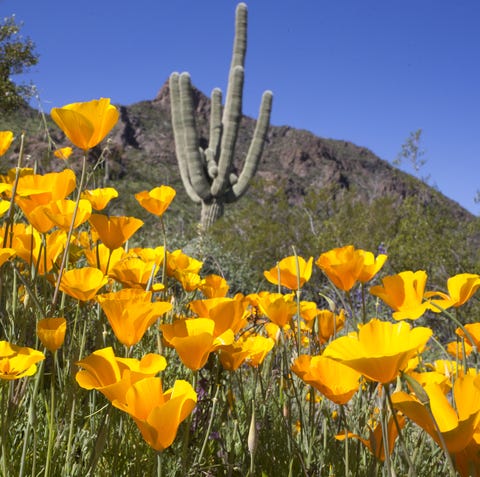 Poppies and a saguaro, March 5, 2019, at Picacho...