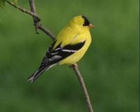 The American Goldfinch in summer plumage.