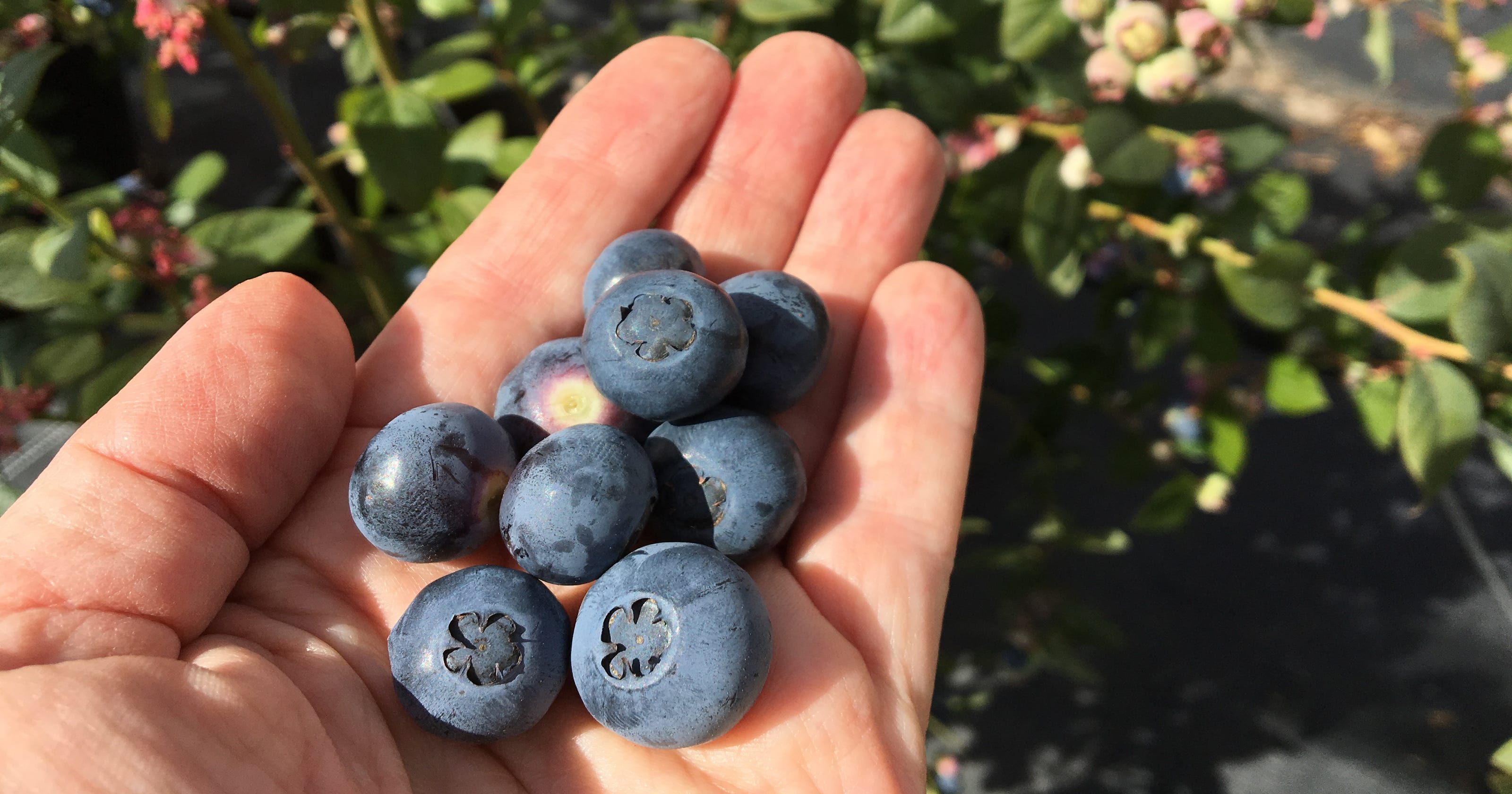 One Acre Farm near Camarillo offers Upick organic blueberries