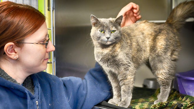 Sjras On Nutrition All Pet Foods Are Not Created Equal