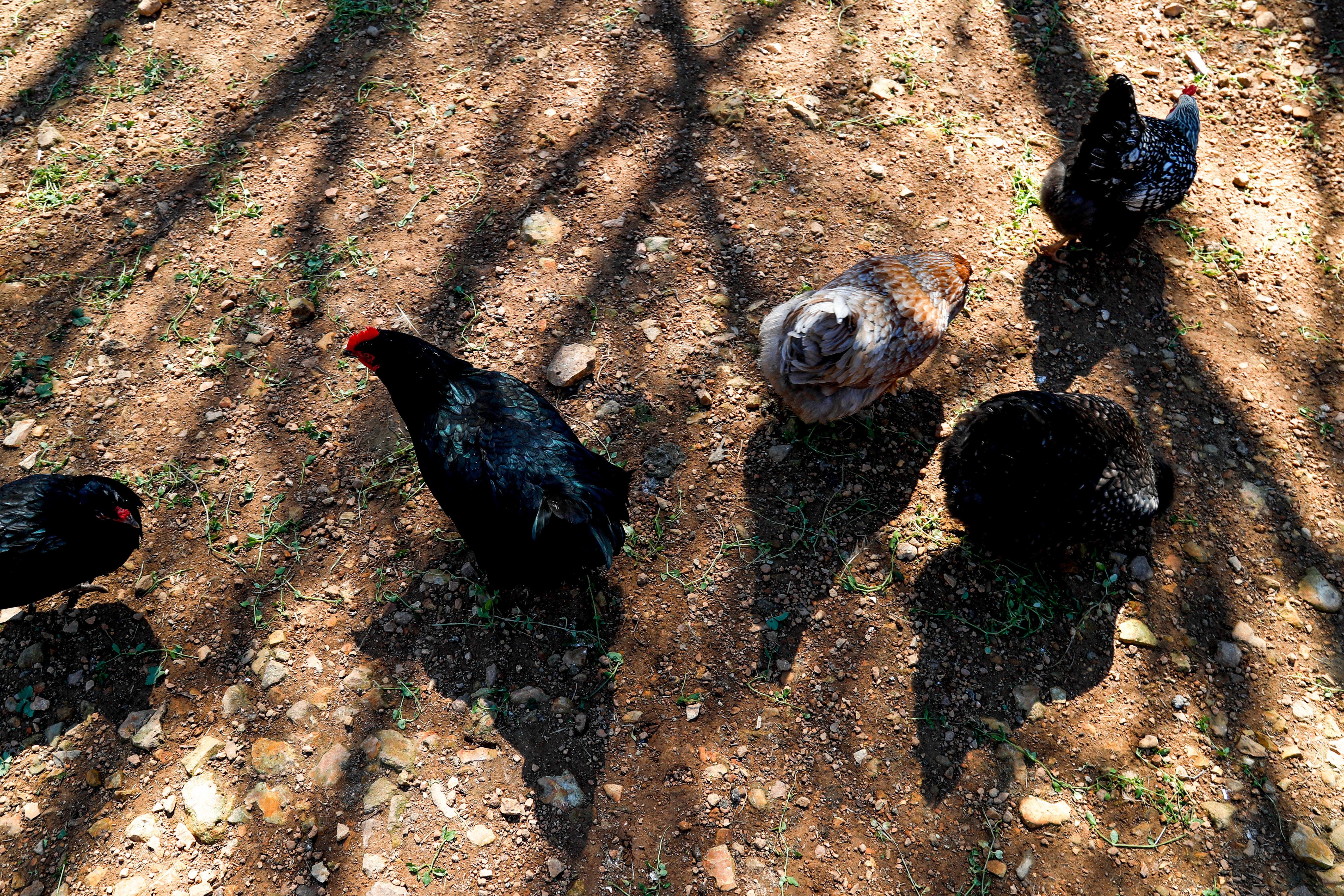 Backyard chicken coops going under review in Montgomery County