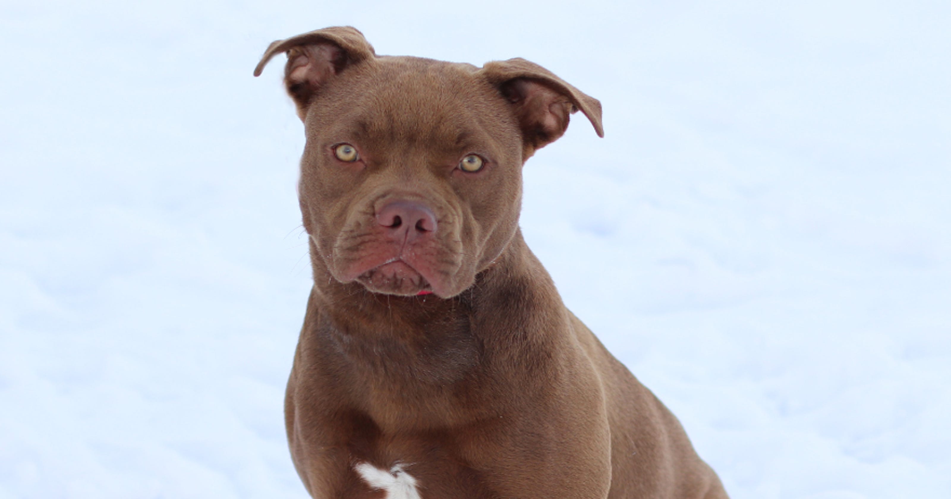 Missing Florida Pit Bull Found In Michigan