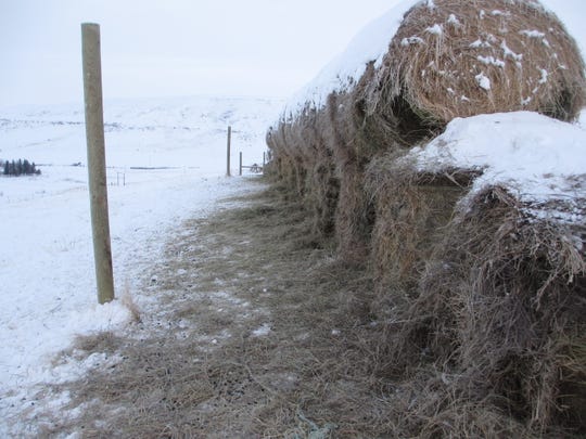 As Winter Slowly Ends A Look At Animal Survival Tactics