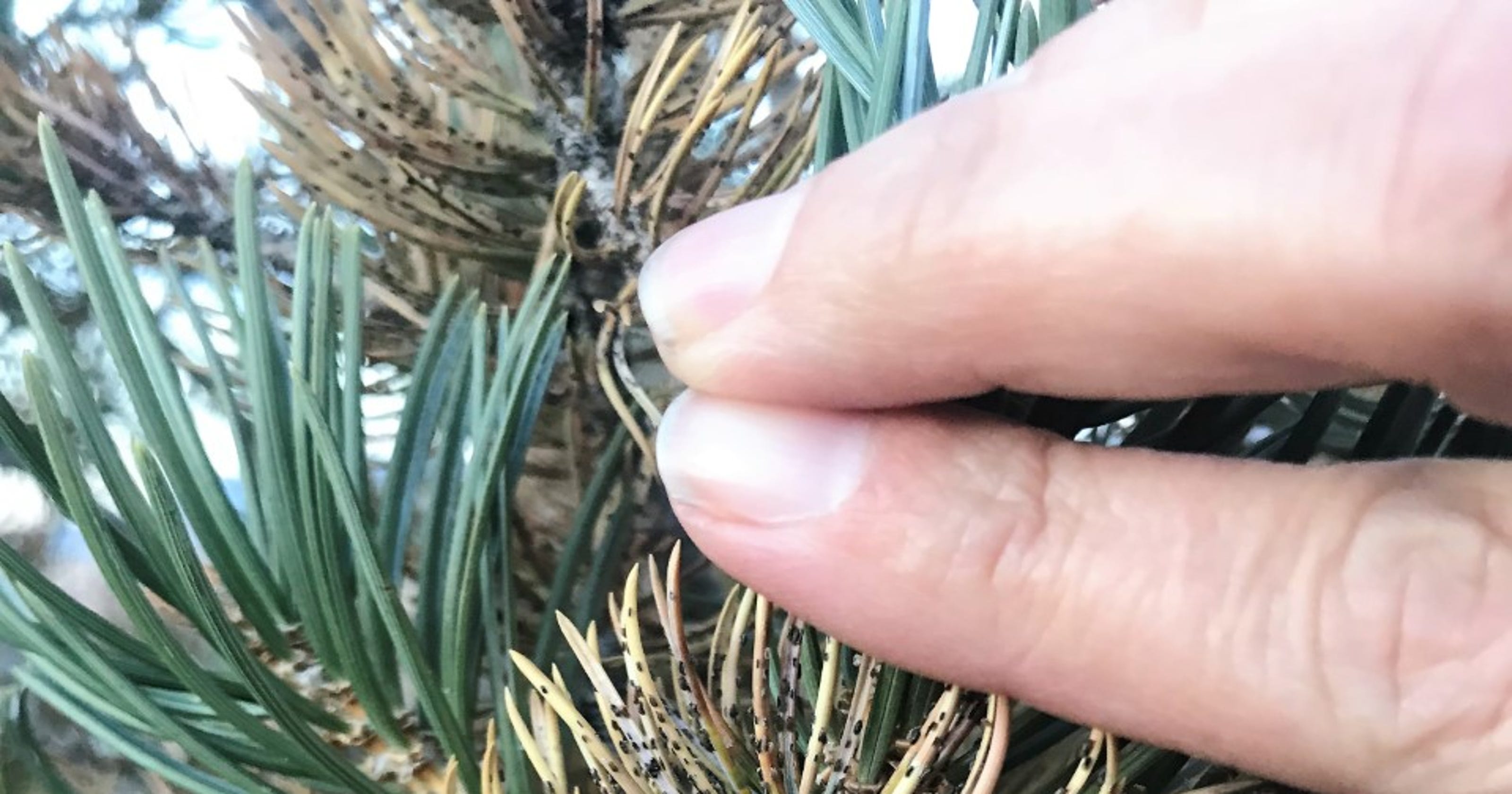 Have piñon needle scale? Here's how to control an infestation
