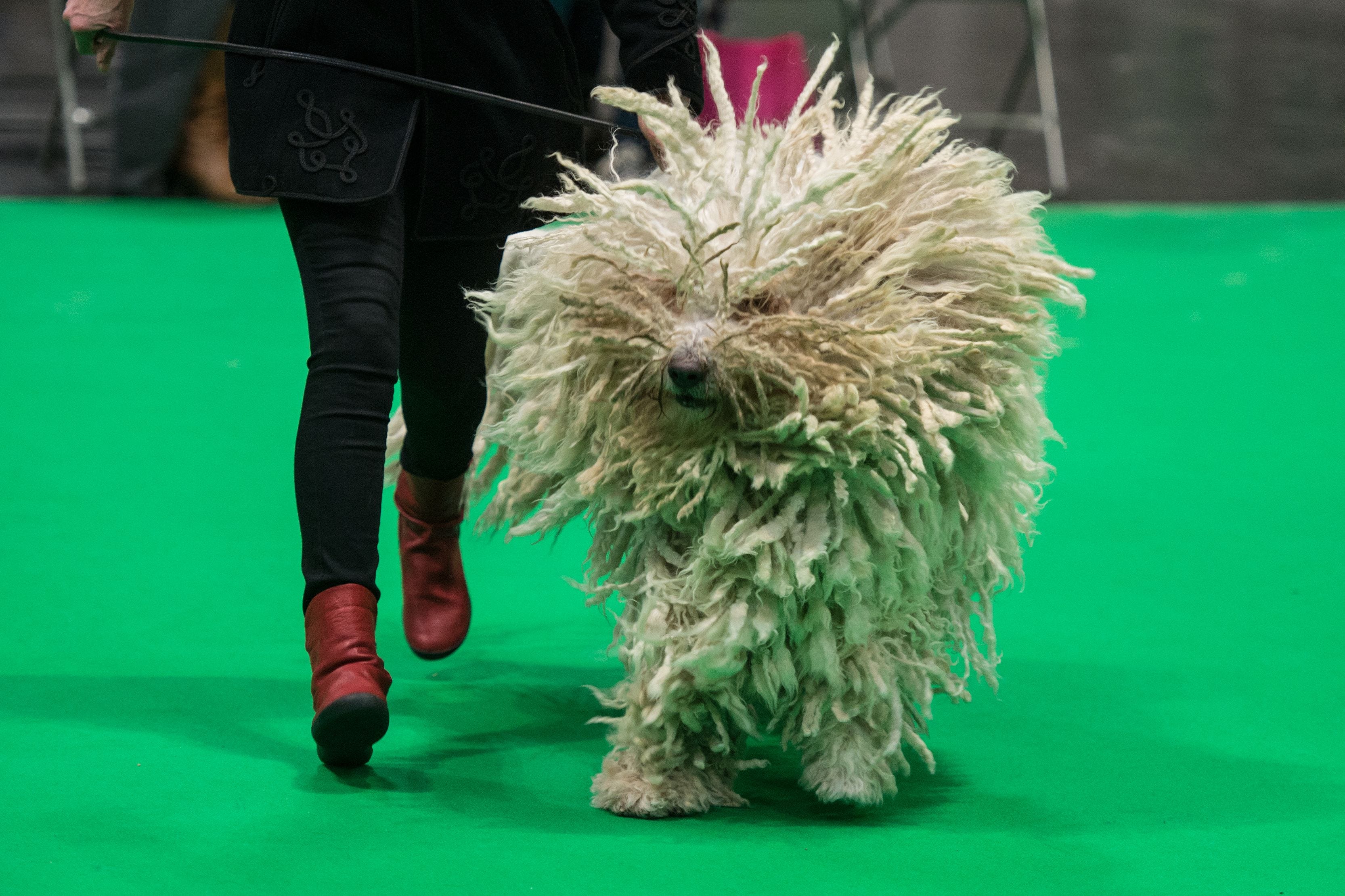 crufts spanish water dog