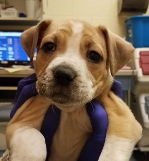 Pictured is Wrinkles the puppy, who is available at the Humane Society's Berman Center in Westland.