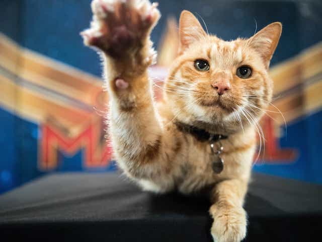 captain marvel 5 things you need to