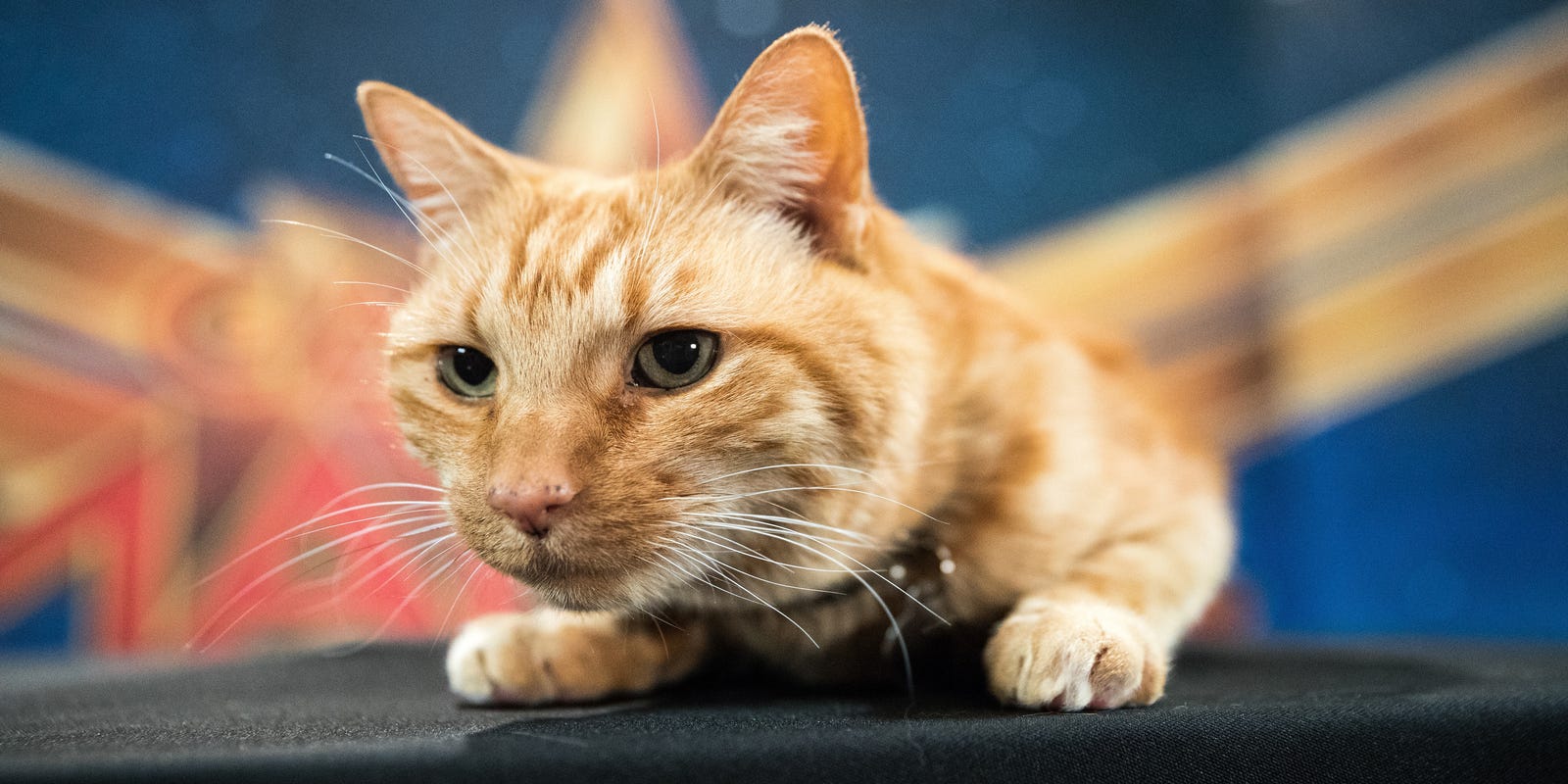 Captain Marvel 5 Things You Need To Know About Goose The Cat