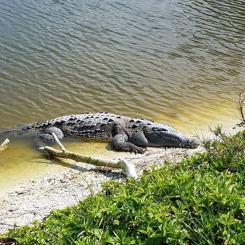 An American crocodile rests on the bank at a...
