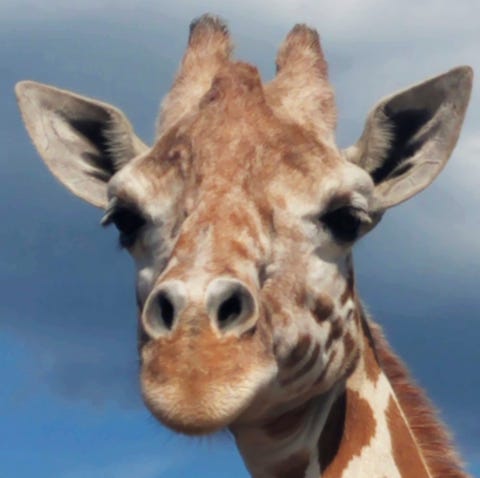 April the giraffe is getting ready to have a anoth