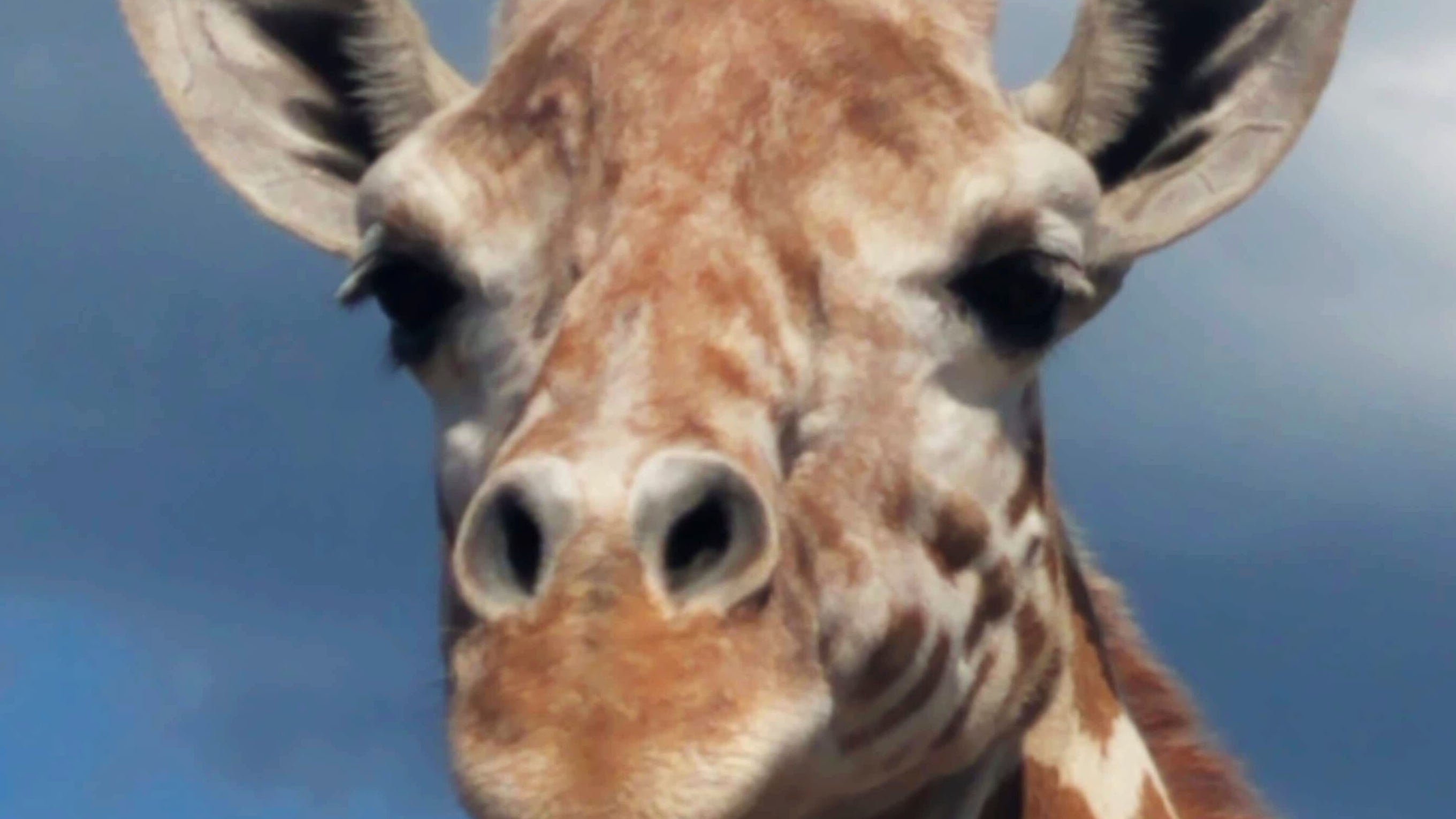 April the giraffe is giving birth soon and you can watch it live