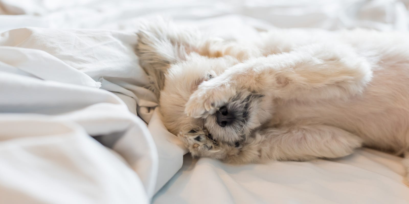 National Napping Day The Holiday We Want After Daylight Saving Time
