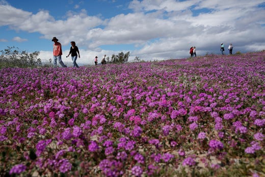 People walk among wildflowers in bloom near Borrego Springs, Calif. March 6, 2019. Two years after steady rains sparked seeds dormant for decades under the desert floor to burst open and produce a spectacular display dubbed the "super bloom," another winter soaking this year is shaping up to be possibly even better.