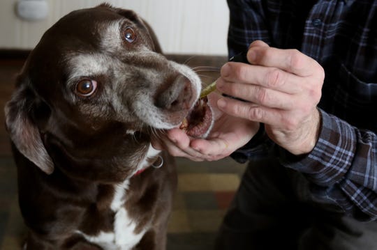 Misty, an 11-year-old chocolate lab mix who has bone cancer in her right front bone, receives a few drops of Essential CBD pet drops from her owner Brad Stottlemyer, 65 of Dearborn Heights at their home on Thursday, March 7, 2019.
Stottlemyer has been giving these marijuana-based drops to help Misty with limping from the bone cancer since last May in addition to other medication in pill form.