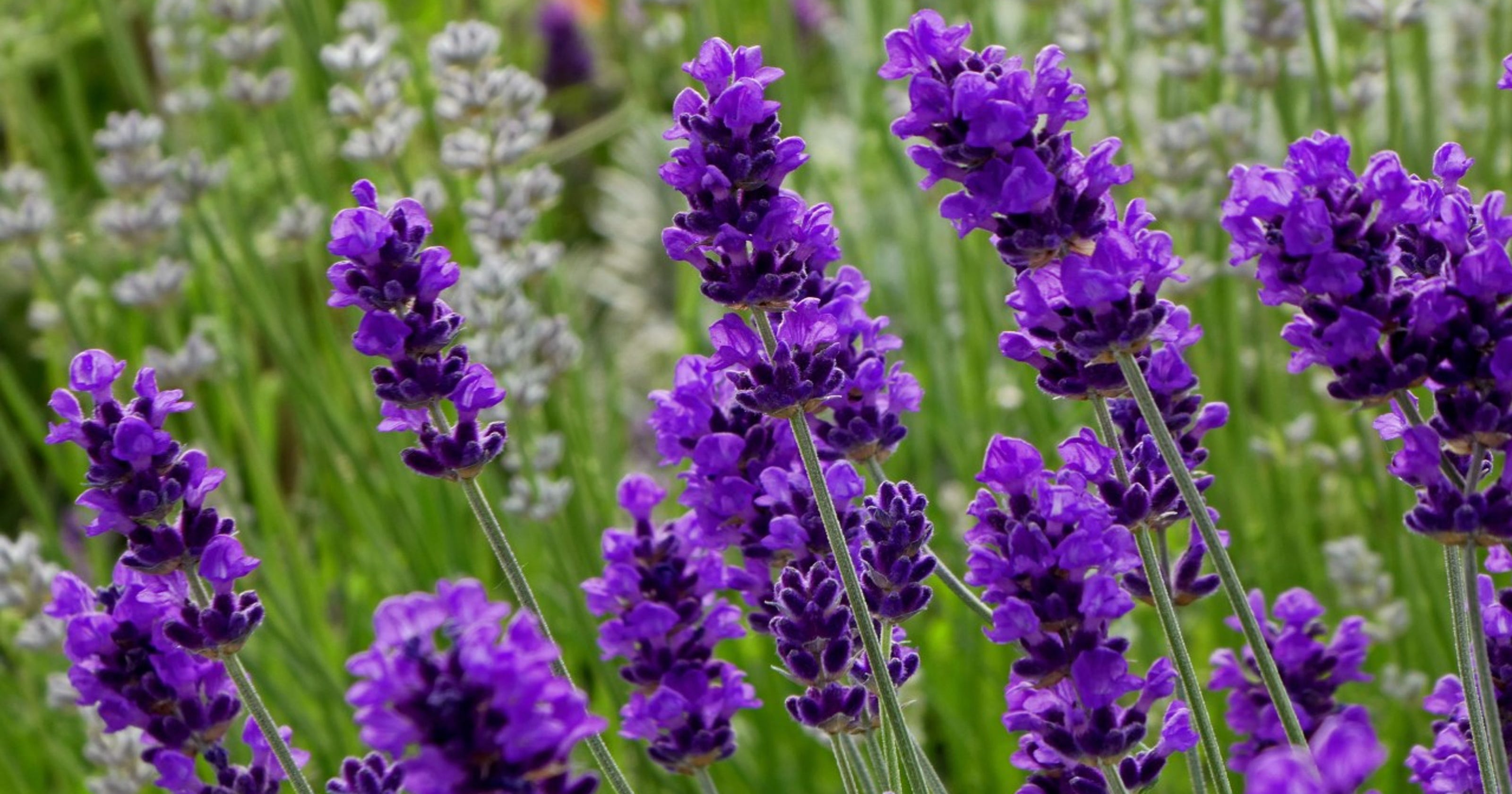 Grow lavender for baking
