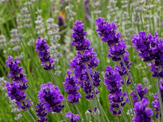 Image result for Lavender