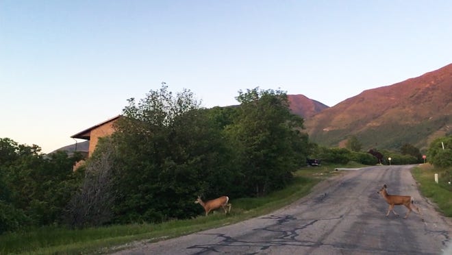 Two deer cross a road in Utah. Deer and other animals have been getting hit by vehicles at a higher rate due to daylight saving time.