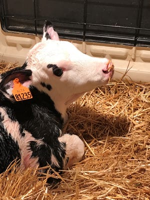 Birth and the time immediately after is the most hazardous time in the life of a dairy calf.