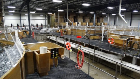 AquaBounty Technologies plans to farm AquAdvantage Salmon at its facility near Albany, Indiana.