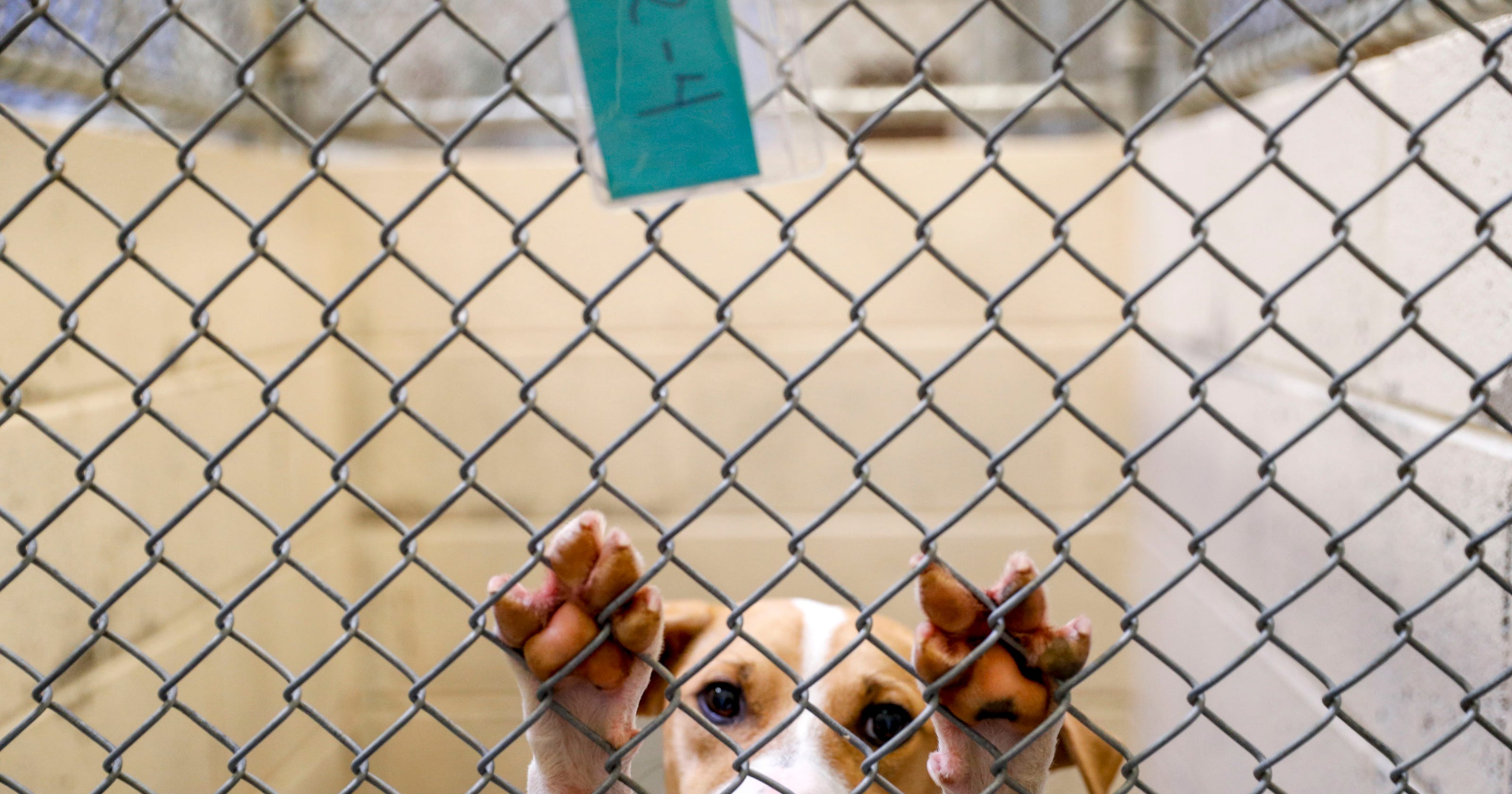 Montgomery County will take over Fort Campbell animal control