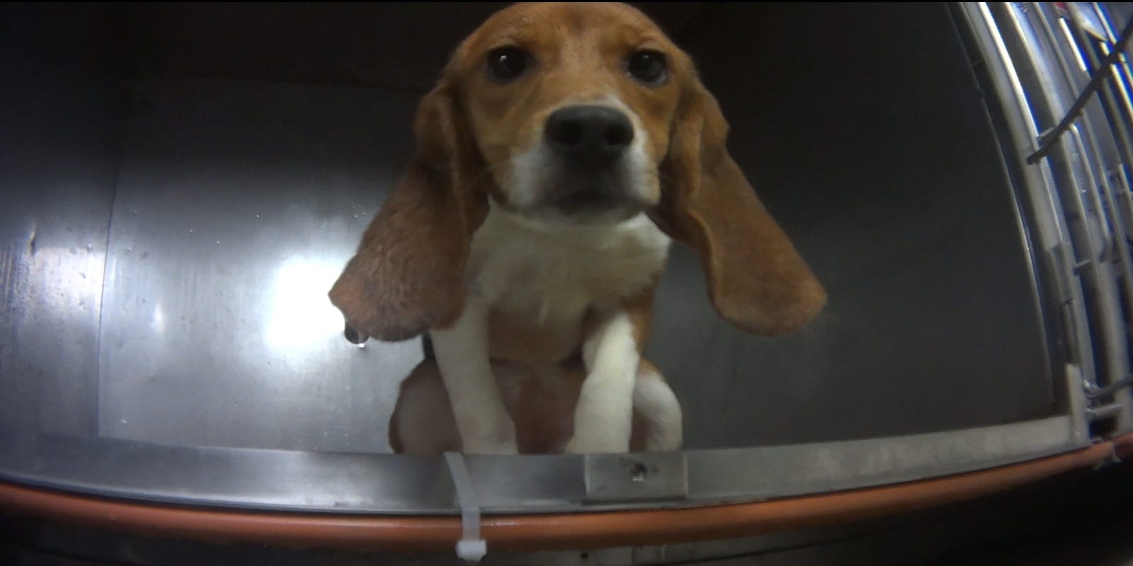 Adoption Process For 32 Beagles Begins At Humane Society