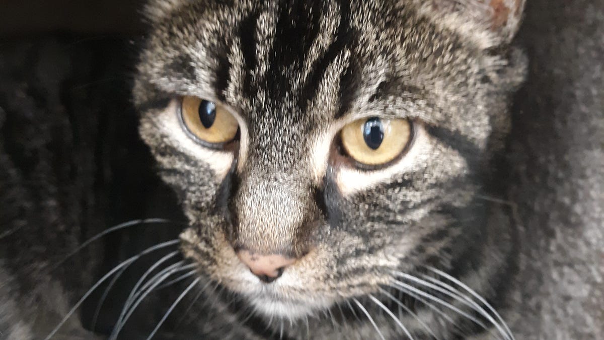 Is That Person Doing 4 000 Surgery On Your Cat Even Licensed In Iowa