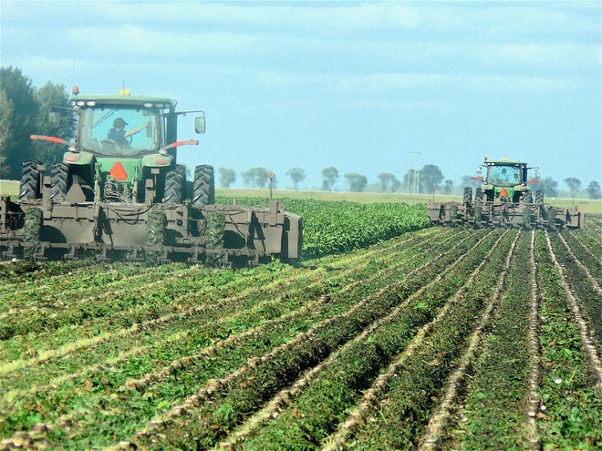 Machinery working in a sugar beet field in Minnesota.