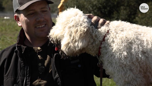 Dogs help to farm truffles in Sonoma County,...