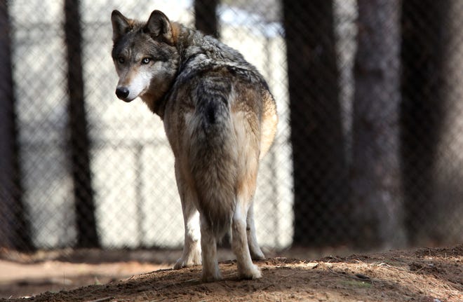 In this April 11, 2018 file photo, a gray wolf stands at the Osborne Nature Wildlife Center south of Elkader, Iowa.
