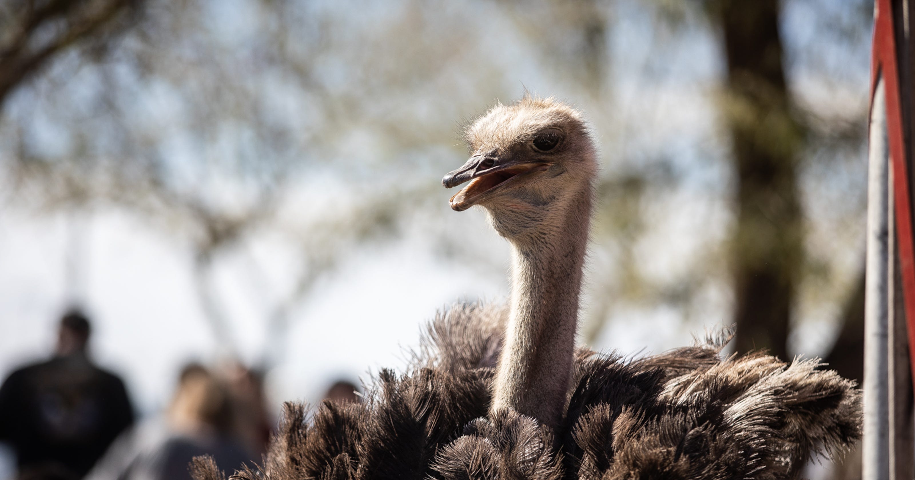 Chandler Ostrich Festival 2019 Ticket deals, visitor info, music