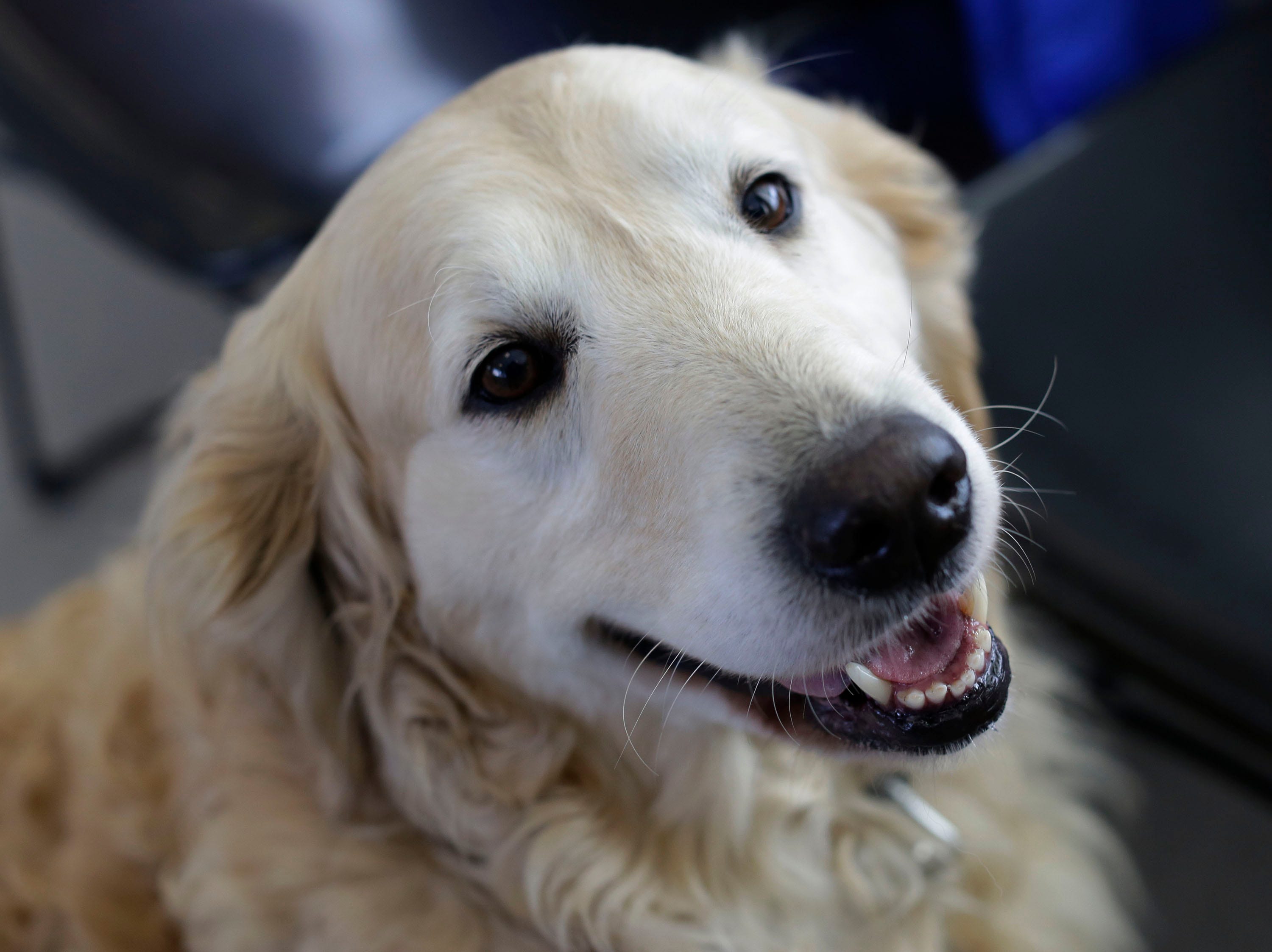 Kinship Companions Dogs Up For Adoption From Area Humane Societies