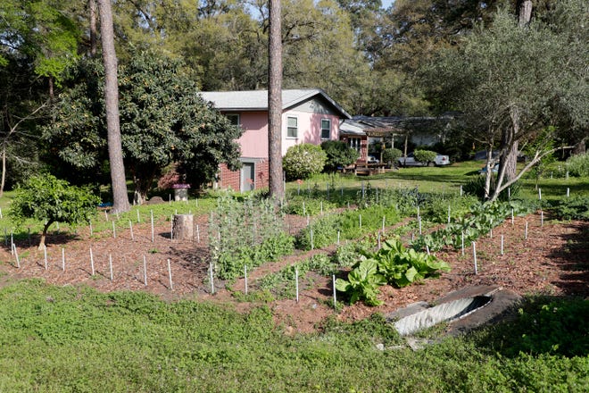 A garden in the front yard of Sue Wiley's home in Tallahassee, Fla. Thursday, March 14, 2019. The city of Tallahassee does not prohibit growing vegetables in the front yards of people homes.