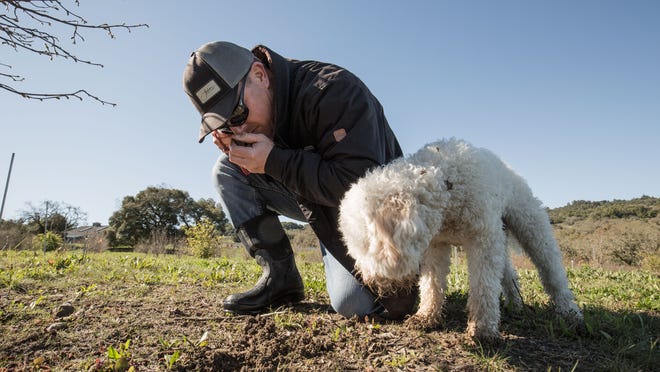 Dogs sniff during walks to check for where others went to the bathroom. Your dog also wants to make their mark, so they will sniff out the best spot to do so.