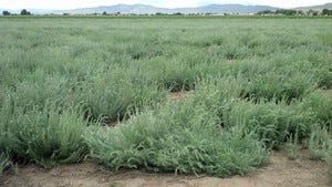 Kochia plant could help ranchers to improve pastures during drought.